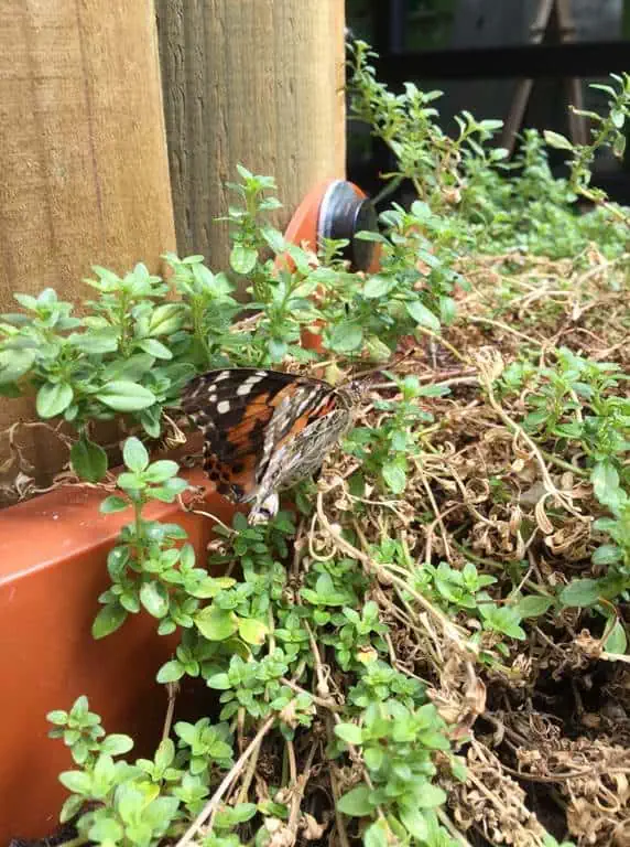 butterflies in nature