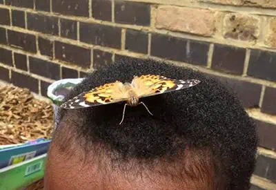 Butterflies